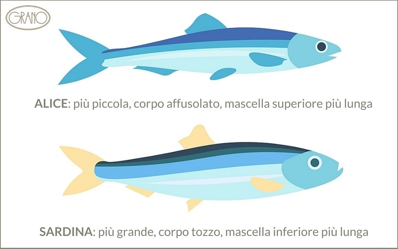 alici-e-acciughe-sardine-differenze